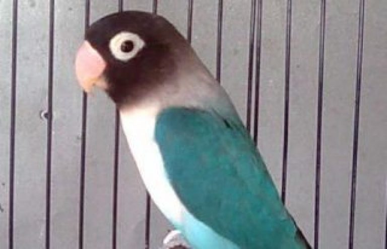  Cara  Mengetahui  Jenis  Lovebird  Biru Cobalt Lengkap dengan 