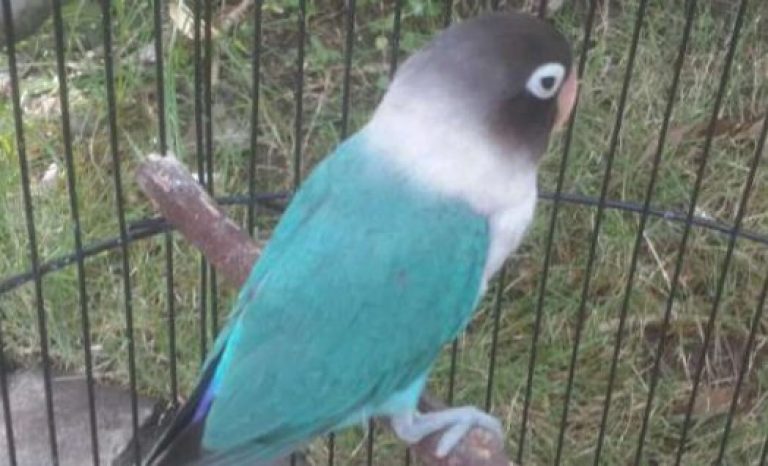 Cara Mengetahui Jenis  Lovebird  Biru  Cobalt Lengkap dengan 