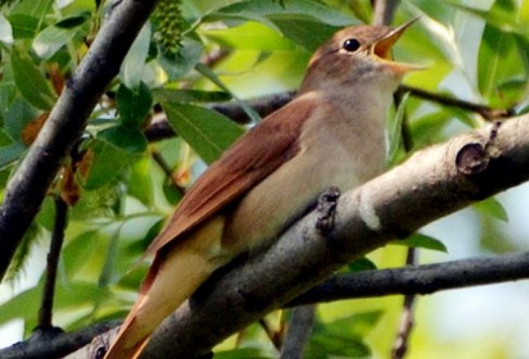 √ Daftar Harga Terbaru Burung Sikatan Londo