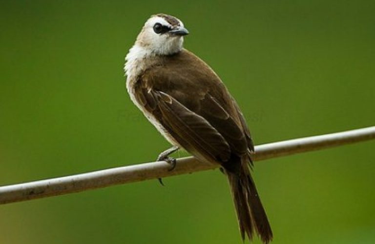 Cara Merawat Burung Trucukan dan Daftar Harga