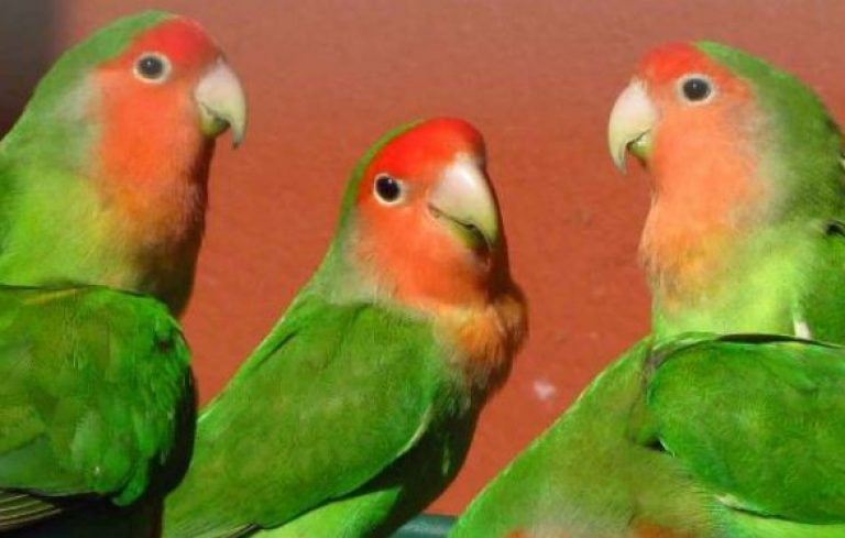 Harga Burung Lovebird Muka Salem Terbaru