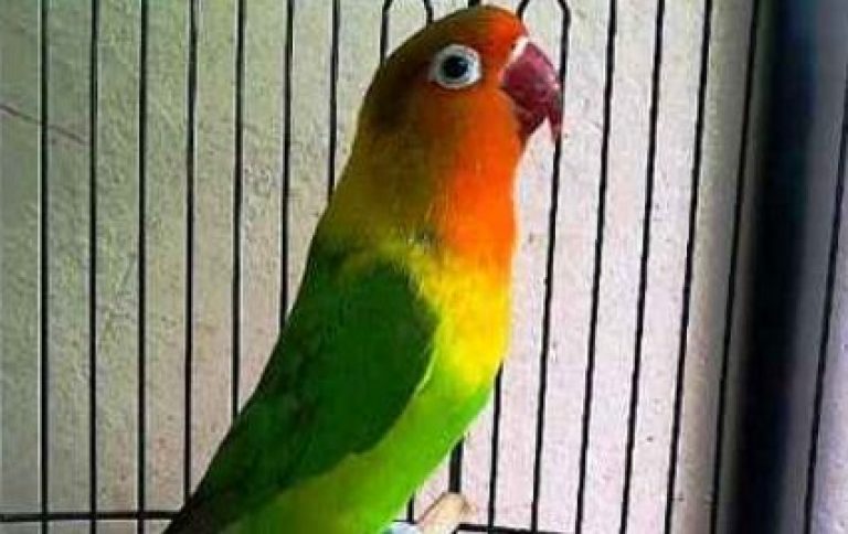  Jenis  Burung Lovebird  Kepala Emas Palamas Lengkap dengan 