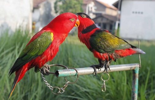 32++ Burung nuri merah terbaru