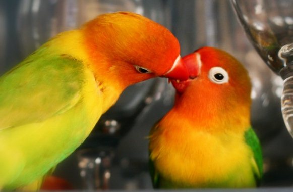 Perbedaan lovebird palamas dan pastel hijau