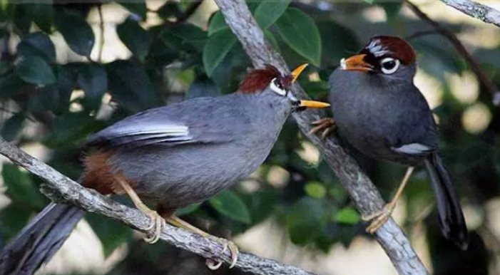 Cara Mengetahui Burung Poksay Mandarin Jantan dan Betina