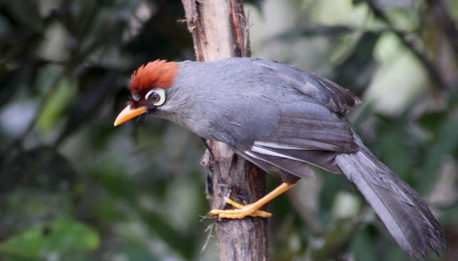 Cara Mengetahui Burung Poksay Mandarin Jantan dan Betina